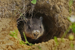 Marmota monax