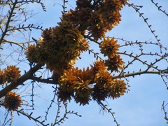 Pseudolarix amabilis