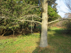 Pseudolarix amabilis