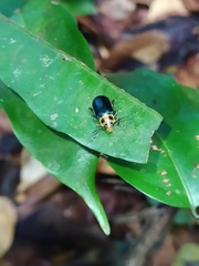 Cacoscelis marginata