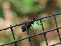 Acanthopygus