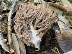 Ramaria violaceibrunnea