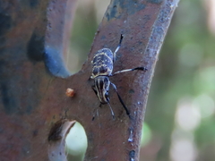 Acanthopygus