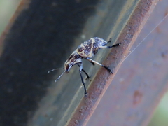 Acanthopygus