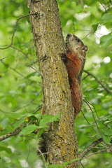 Marmota monax