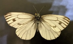 Pieris marginalis venosa