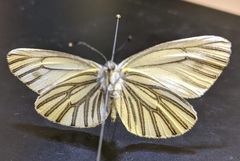 Pieris marginalis venosa
