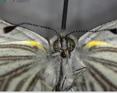 Pieris marginalis venosa