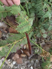 Chamaecrista lineata keyensis