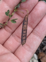 Chamaecrista lineata keyensis