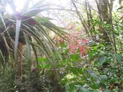 Tillandsia gymnobotrya