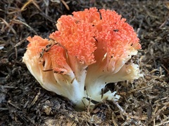 Ramaria stuntzii