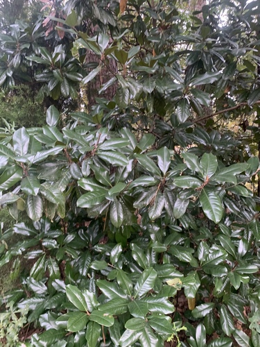 Magnolia grandiflora