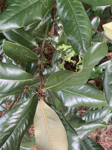 Magnolia grandiflora