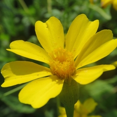 Tagetes lucida