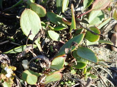 Lepidium cartilagineum