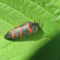 Acmaeodera trizonalis