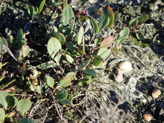 Lepidium cartilagineum