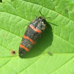Acmaeodera trizonalis