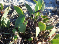 Lepidium cartilagineum