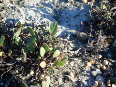 Lepidium cartilagineum