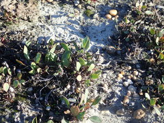 Lepidium cartilagineum