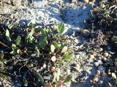 Lepidium cartilagineum