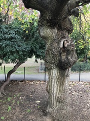 Ulmus glabra camperdownii