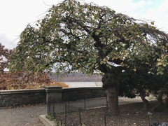 Ulmus glabra camperdownii