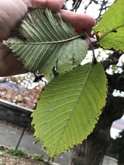Ulmus glabra camperdownii