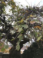 Ulmus glabra camperdownii