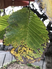 Ulmus glabra camperdownii