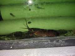 Cherax quadricarinatus