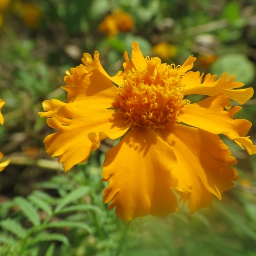 Cempasúchil (Tagetes erecta)