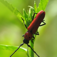 Tylosis oculatus