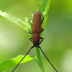 Tylosis oculatus