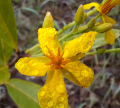 Ouratea confertiflora