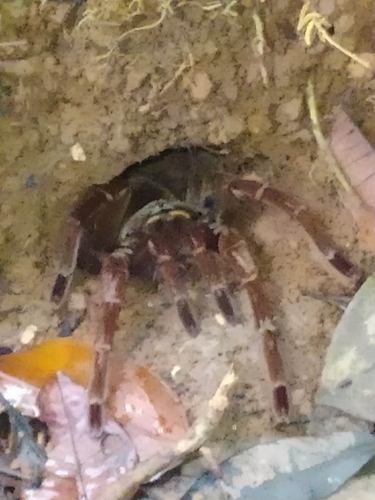 Goliath birdeater