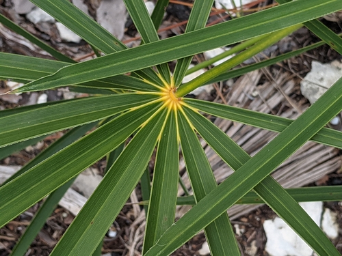 Florida silver palm (Coccothrinax argentata)