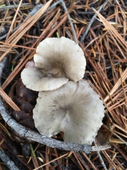 Spodocybe trulliformis