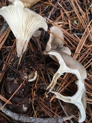 Spodocybe trulliformis