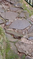 Bothrops jararacussu