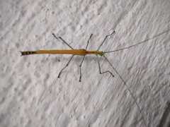 Tithonophasma tithonus