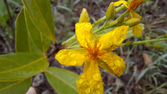 Ouratea confertiflora