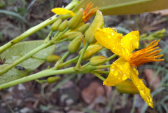 Ouratea confertiflora