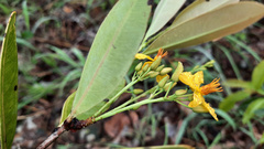 Ouratea confertiflora