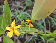 Ouratea confertiflora