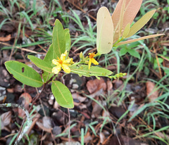 Ouratea confertiflora
