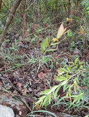 Ouratea confertiflora