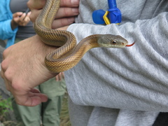 Pantherophis bairdi
